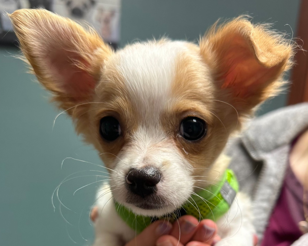 cute-dog-with-veterinary